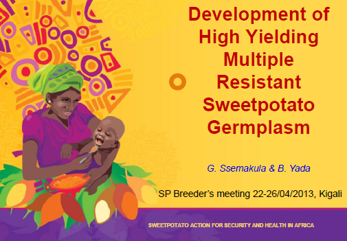 Multiple Resistant Sweetpotato Germplasm