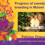 sweetpotato breeding in Malawi