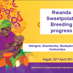 Rwanda Sweetpotato Breeding progress