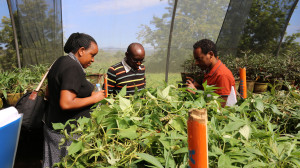 Members of the Seed Systems and Crop Management CoP in a screen house in Rubona (C.Bukania)