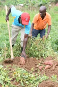 Ignatius Abaijuka (right) works with the farmer Jean Bosco to harvest sweetpotato roots for yield data collection (G. Mulongo)