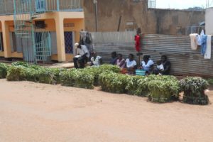 Women selling sweepotato vines in Gulu, Uganda