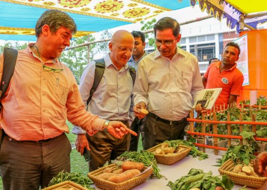 CIP staff review the OFSP roots and vines on display at an exhibition Credit: S. Quinn
