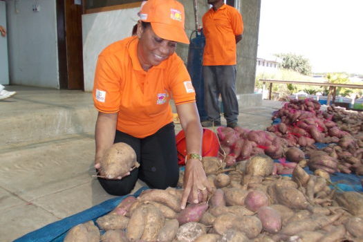 Maria Andrade inspects roots in Mozambique