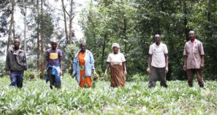 Evaste's sweetpotato farmersâ€™ group weeding their OFSP farm in Burera District. Photo: Aime Ndayisenga (CIP-SSA)