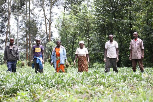 Evaste's sweetpotato farmers’ group weeding their OFSP farm in Burera District. Photo: Aime Ndayisenga (CIP-SSA)