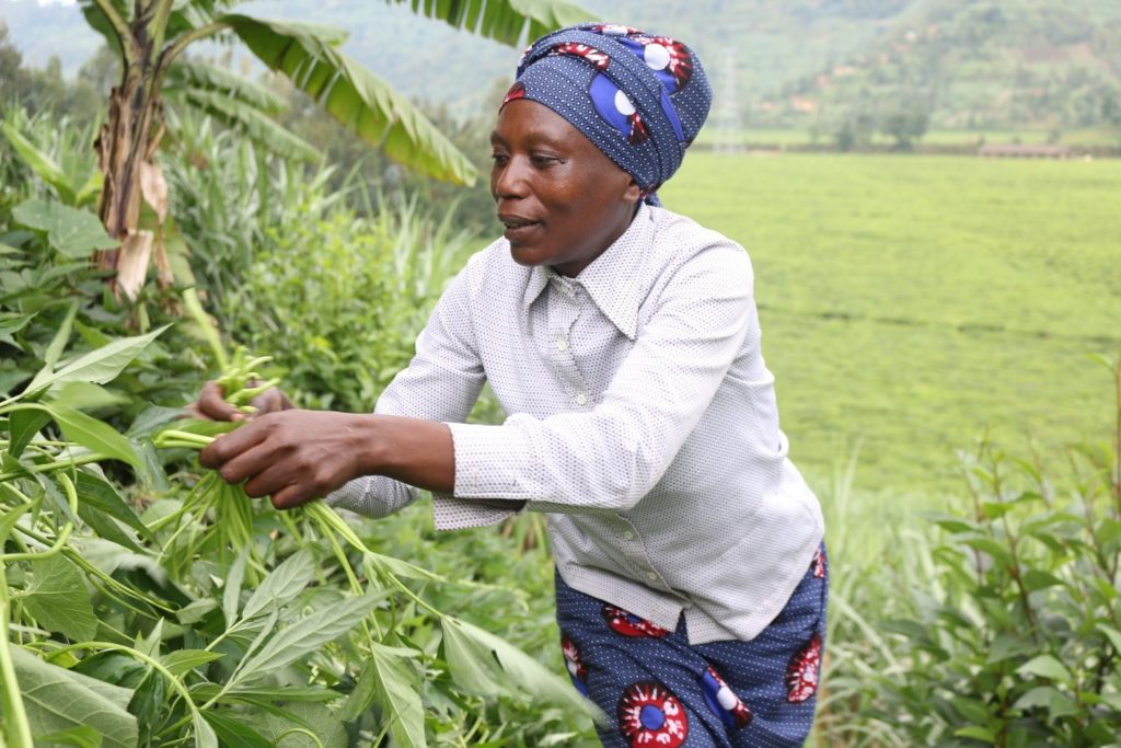 Epiphanie harvests OFSP roots and leaves for home consumption and market sales. Photo: Aime Ndayisenga (CIP)