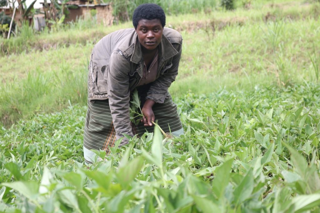 Clementine keeps OFSP garden near her house, vine maintenance and root consumption. Photo: Aime Ndayisenga (CIP)