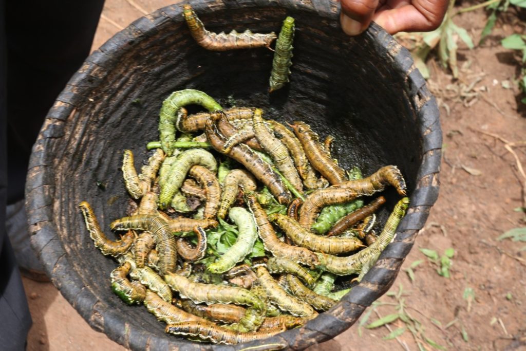 Armyworms that were collected from the vine plot in Karama research station. Photo: Aime Ndayisenga/CIP