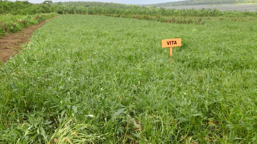 One of the sweetpotato multiplication plots that was hit by the pest in Karama Research station. Photo: JC. Nshimiyimana/CIP