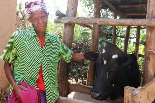 Madeline showing off her hybrid cow, partly bought out of sweet potato income.