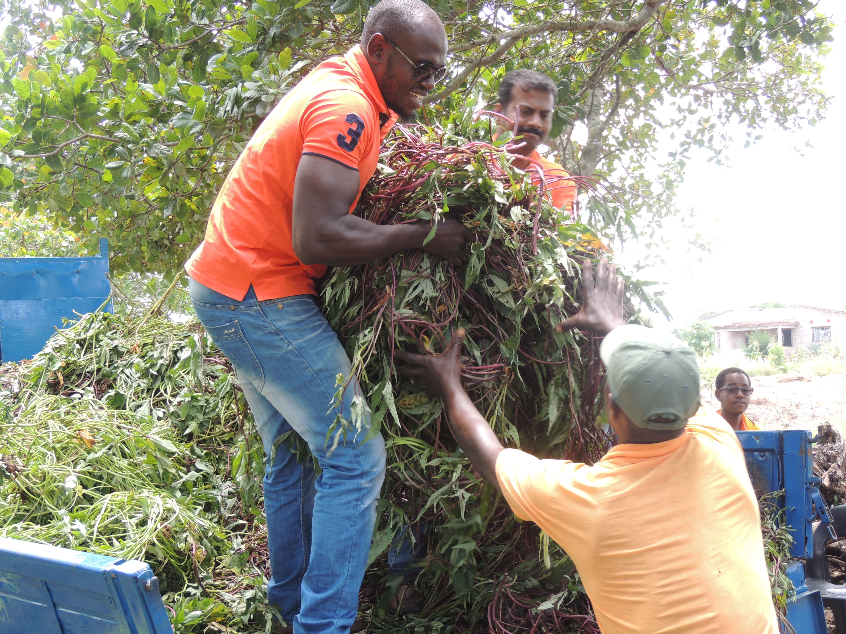 MLE CoP members get ready to participate in vine dissemination in Mozambique (credit: B. Rakotoarisoa - CIP)