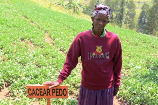 Madeline Mukaruhirwa, started growing OFSP varieties in late2015