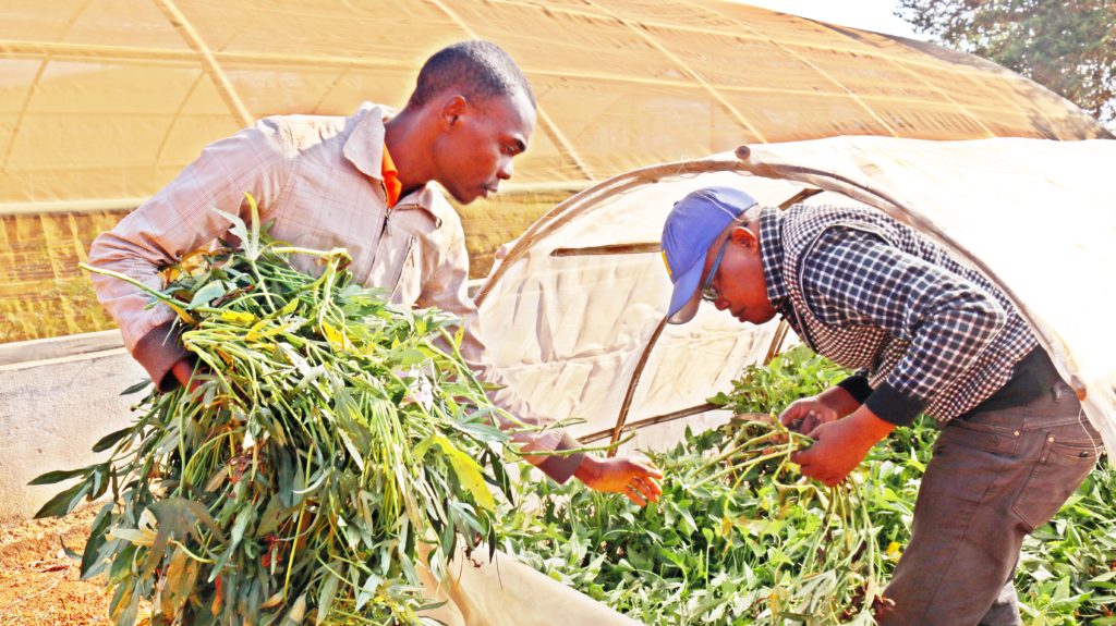 Mario Jaisse and Edgar Francisco (CIP) remove cut vines from net tunnels at IIAM Lichinga for distribution to DVMs