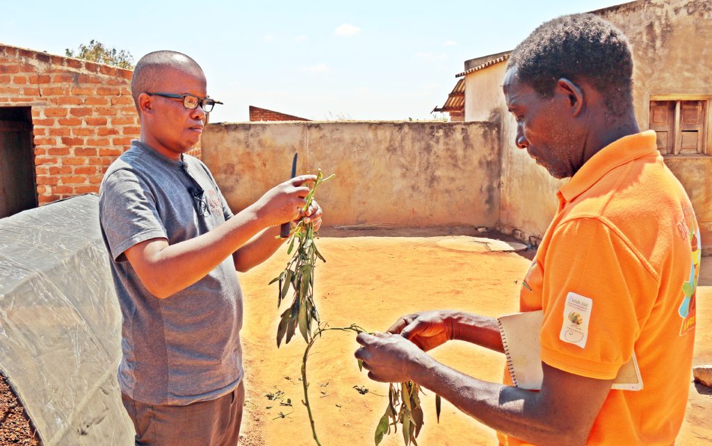 Fernando Alibi (in orange t-shirt), a farmer in Chimbunila District of Mozambique joins CIP's Mario Jaisse to produce a video on the management of net tunnels