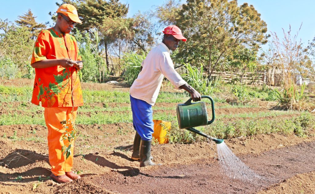 Mambo, a member of HOFRUMA Association, works with Mario Jaisse (CIP research technician) to transfer vines from a net tunnel to open multiplication