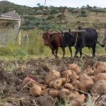 Crop Management tax-image