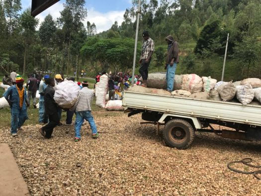 Sweetpotato wholeseller loading sweetpotato to a truck for the urban market (Photo by Kirimi Sindi)