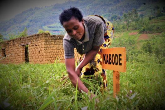 Vestine weeding her sweetpotato farm. Photo: Aime Ndayisenga/ CIP-SSA