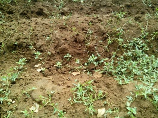 A rapid multiplication plot destroyed by Mr. Unek-Giu’s pig. Livestock is a big challenge to vine production in Northern Uganda (credit N.Kwikiriza)