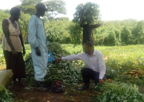 Harvested vines to be transported to customers in Kitgum town (credit N. Kwikiriza)