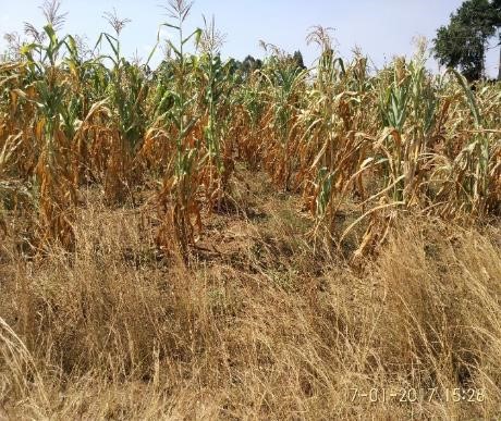 Maize completely destroyed by drought (credit N. Kwikiriza)