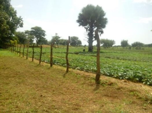Mr Lakimas farm - In here are Naspot 8 Kabode and Ejumula varieties (credit N. Kwikiriza)