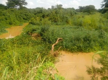 Vines conserved in a lagoon (credit N. Kwikiriza)