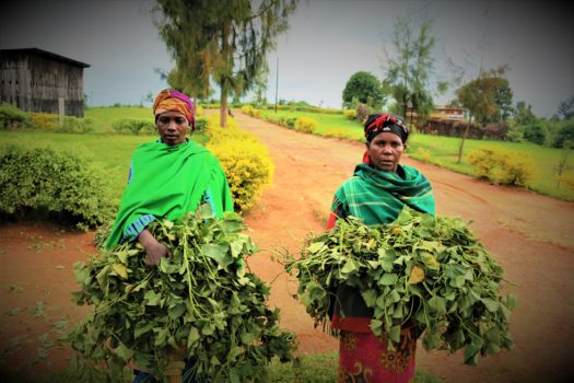 Women with SP vines