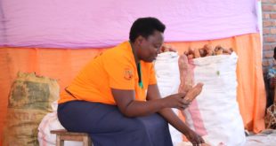 Sales of Sweetpotato roots