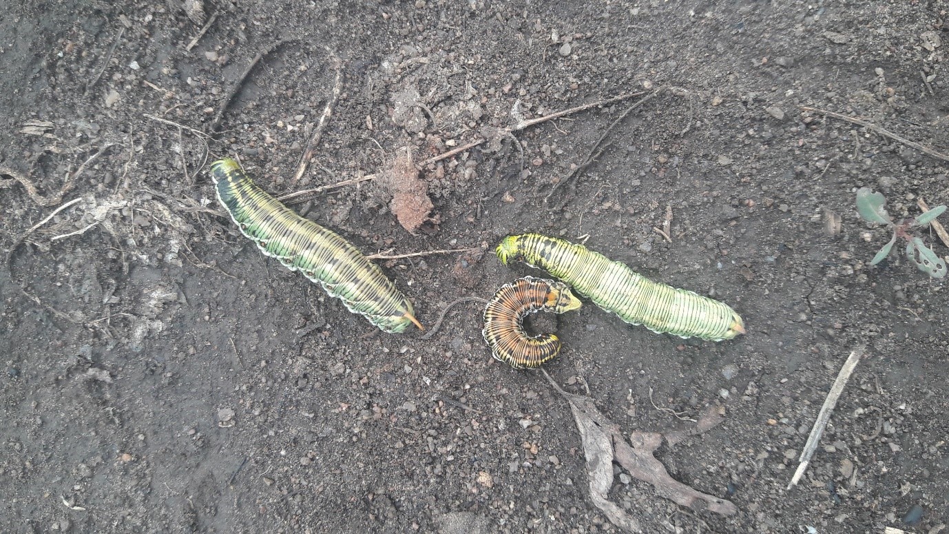 download arm worms download arm worms
