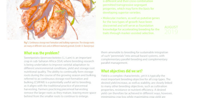 thumbnail of 06-SASHA_BREEDING_Continuous-Storage-Formation-as-a-Trait-Burundi-2p_web-1