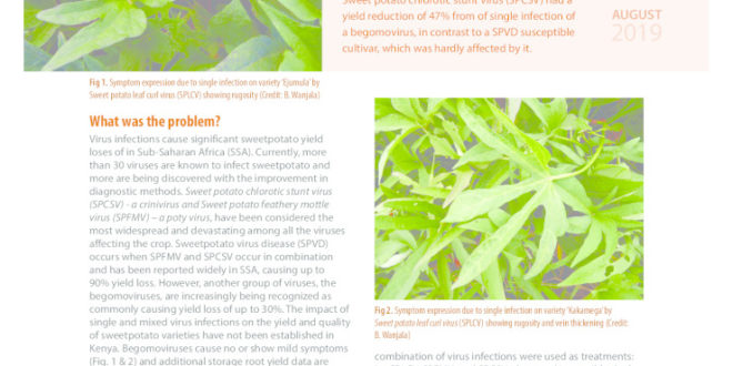 thumbnail of 17-SASHA_SEED_-Are-Begomoviruses-are-threat-2p_web
